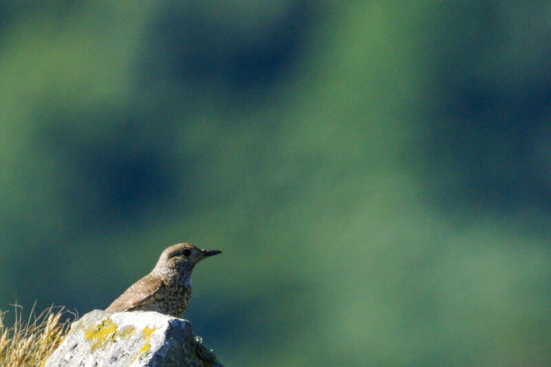 Monticole merle-de-roche femelle dans les Monts Dore